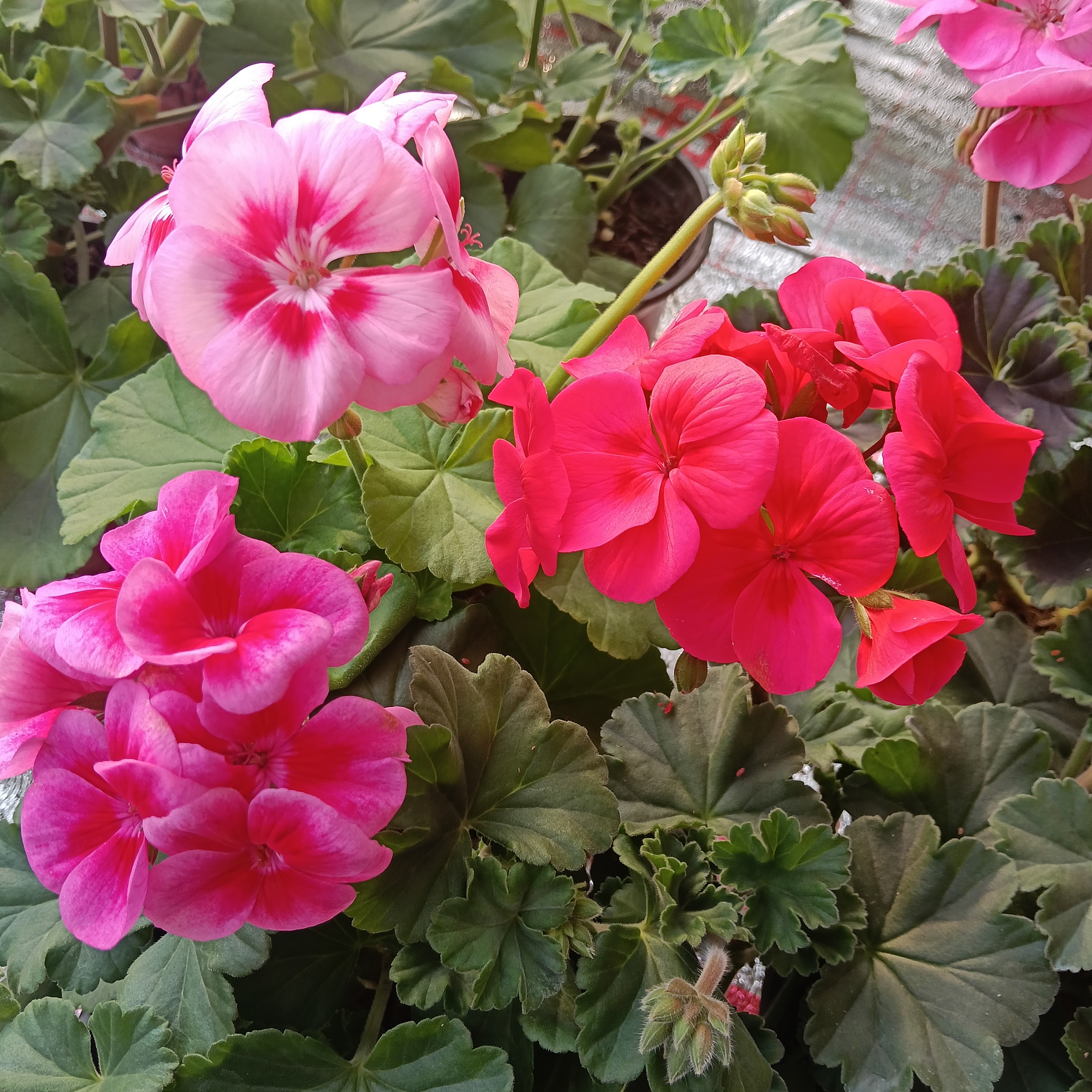 新品粉飞溅+紫罗兰飞剑+狂热硅红飞剑三颗组合再送一颗中苗