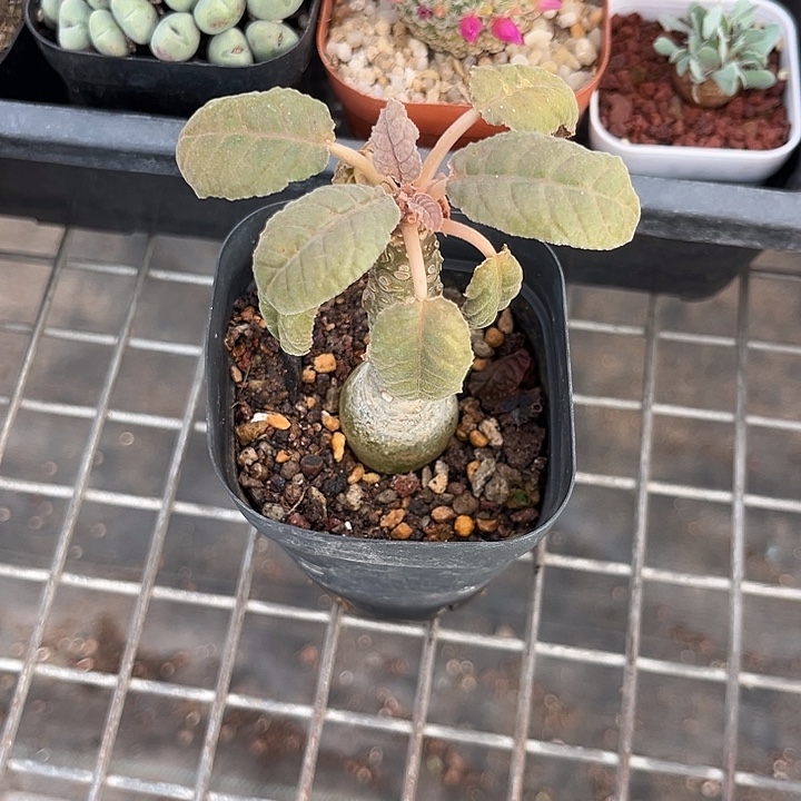 蛋***宝我也不知道我为什么要这样对