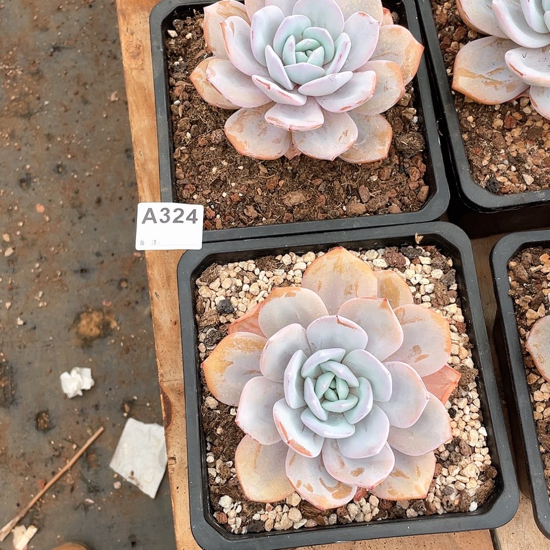 小***食324多肉植物多肉植物