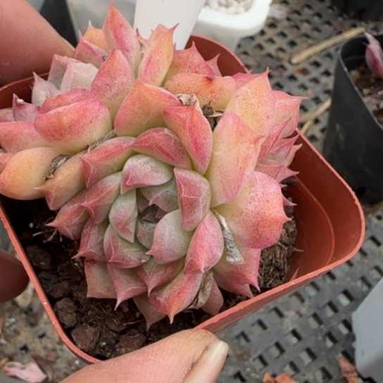 117桃熏一物一拍多肉