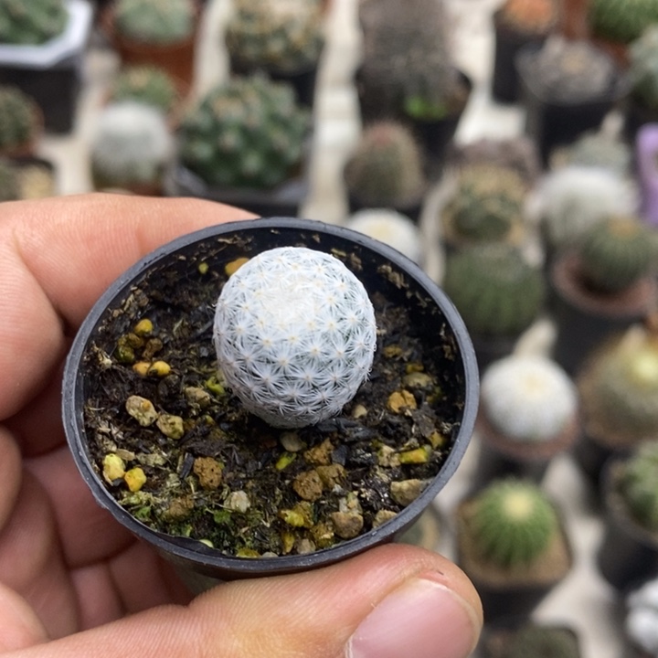 实生白鸟特价福利