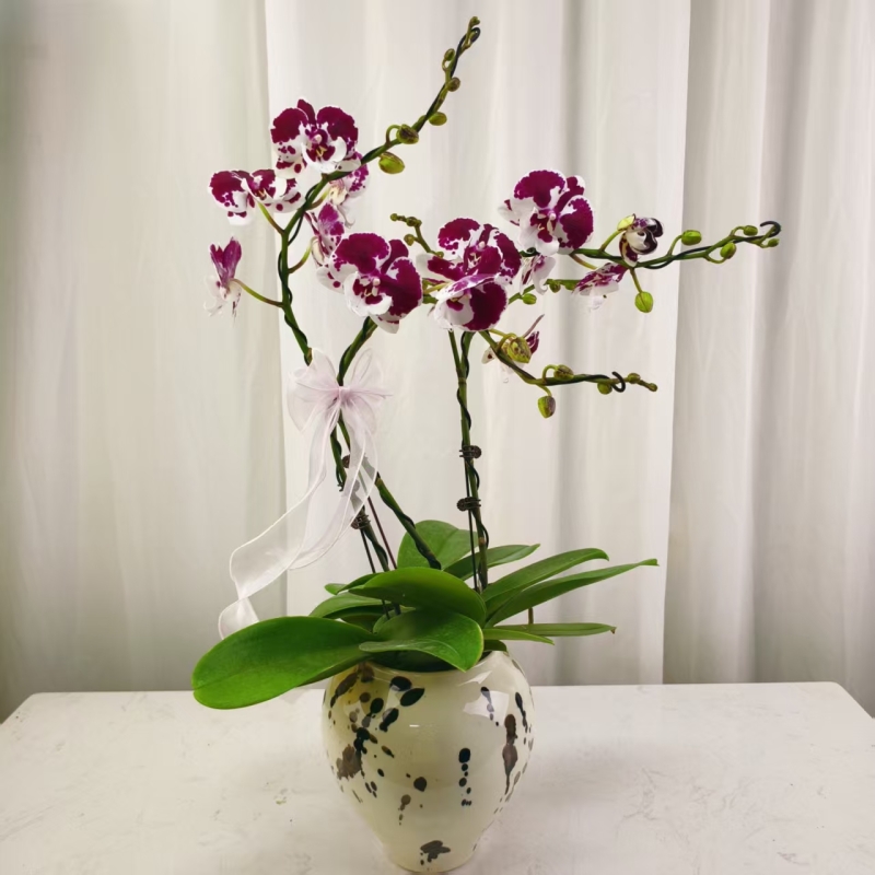 国华花卉【一千零一夜】精品蝴蝶兰生长绿植花卉艺术组盆高级盆栽系