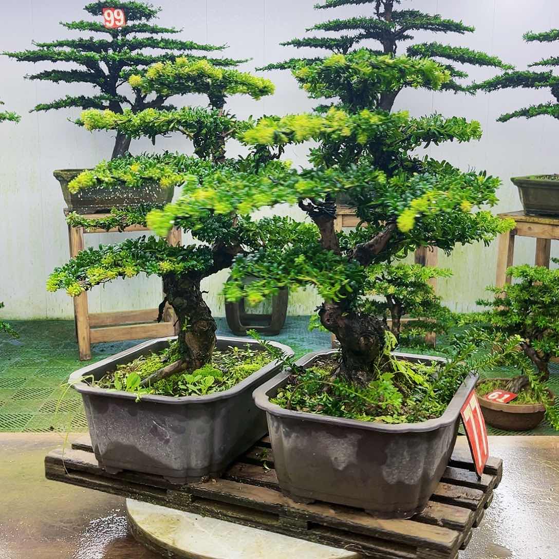 完全开放罗汉松盆景艺术