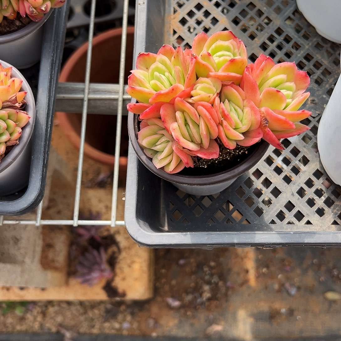 琦***婆无花朵多肉一物一拍植物