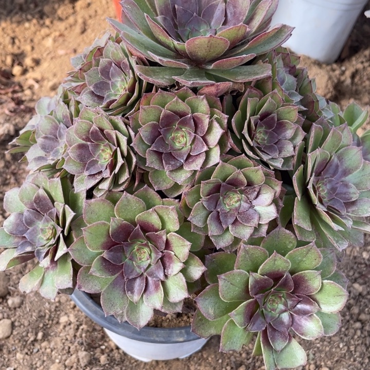 完全开放578对肉植物桃花石