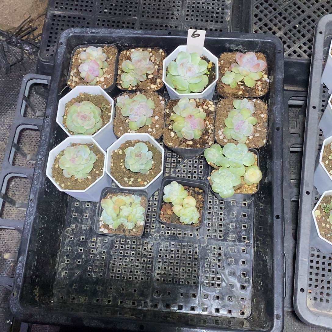 棒***糖6号一筐13颗冰玉石化多肉