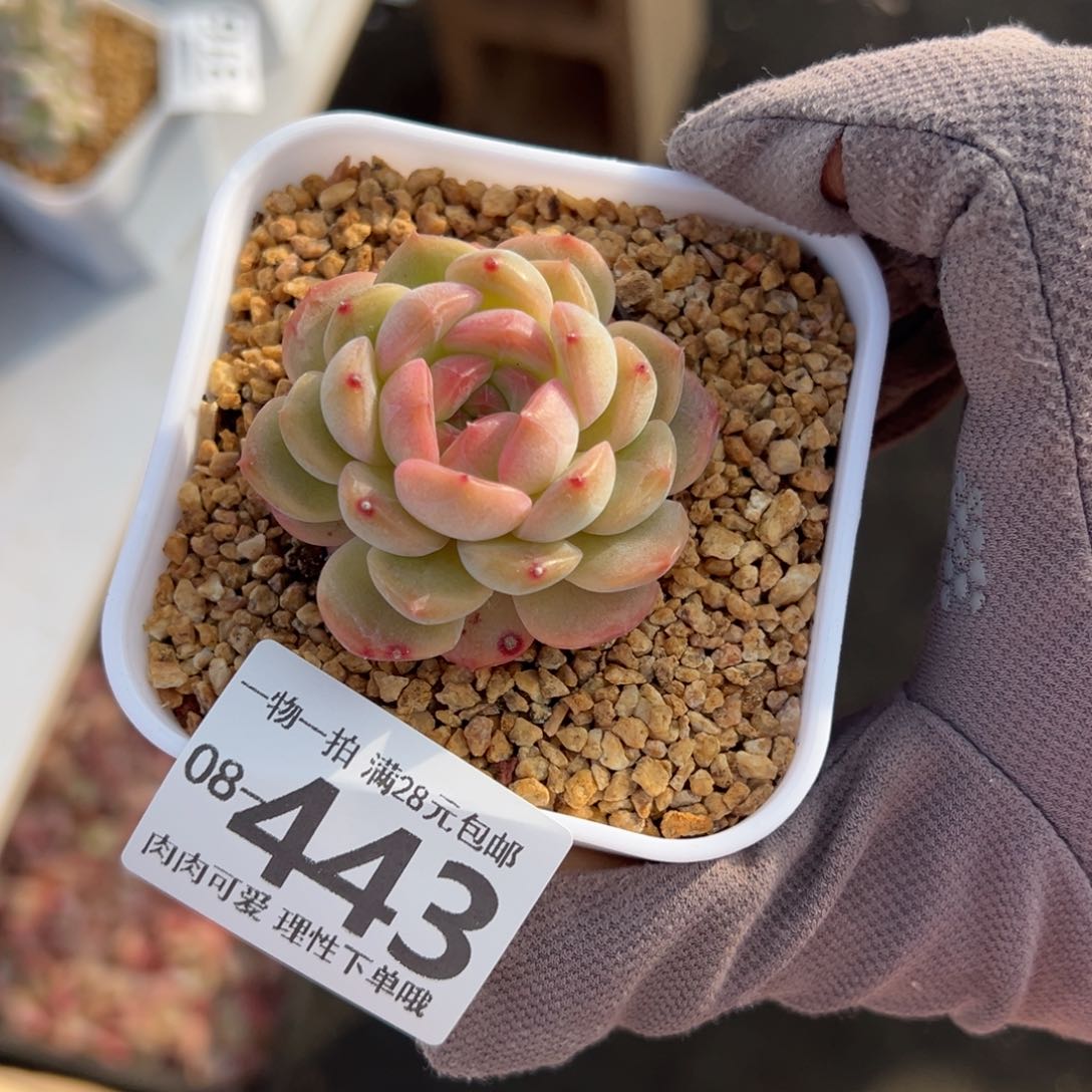 琴心多肉多肉多肉多肉多