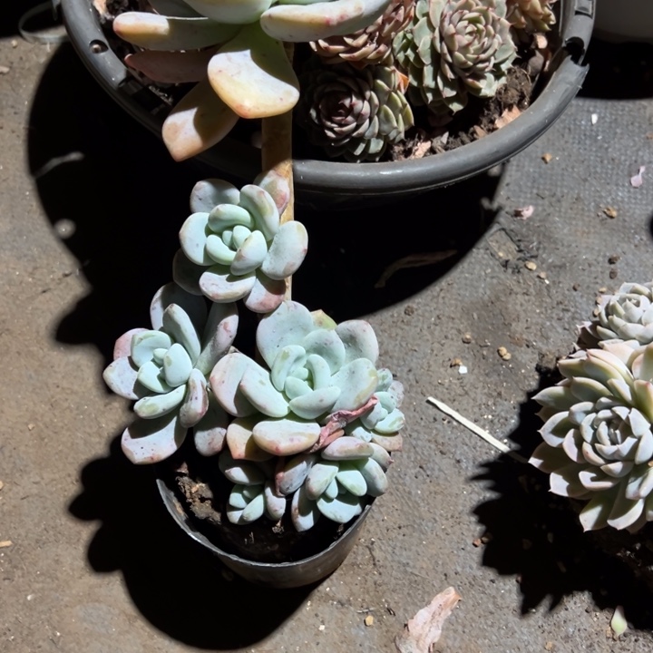 怡***宝然的多肉一物，一拍香