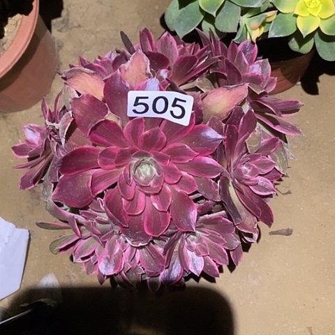 多肉植物法师505浣纱砍过