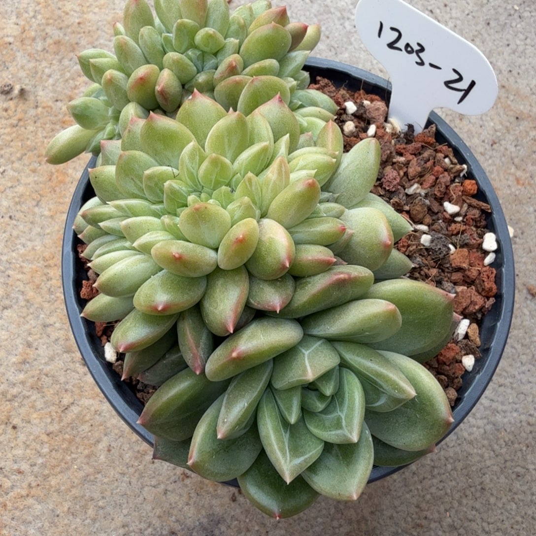 青提美人缀化1203-21