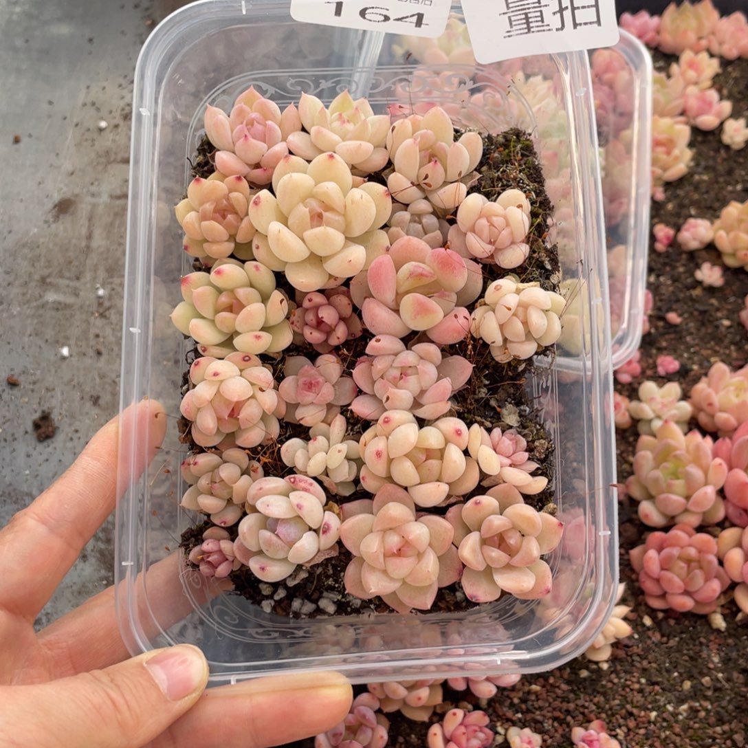 糕大上多肉植物164