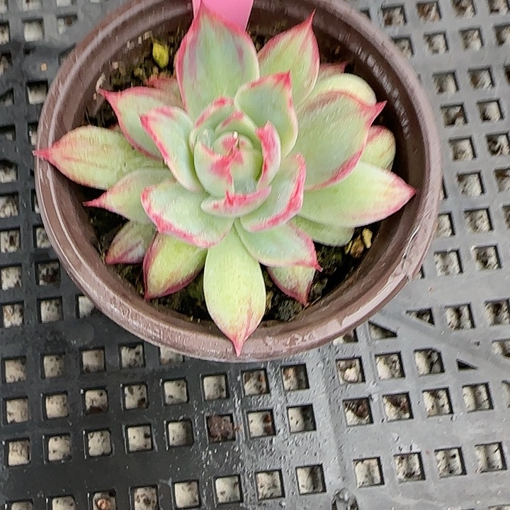 柳***明28 惊鸿仙子多肉植物6-9cm