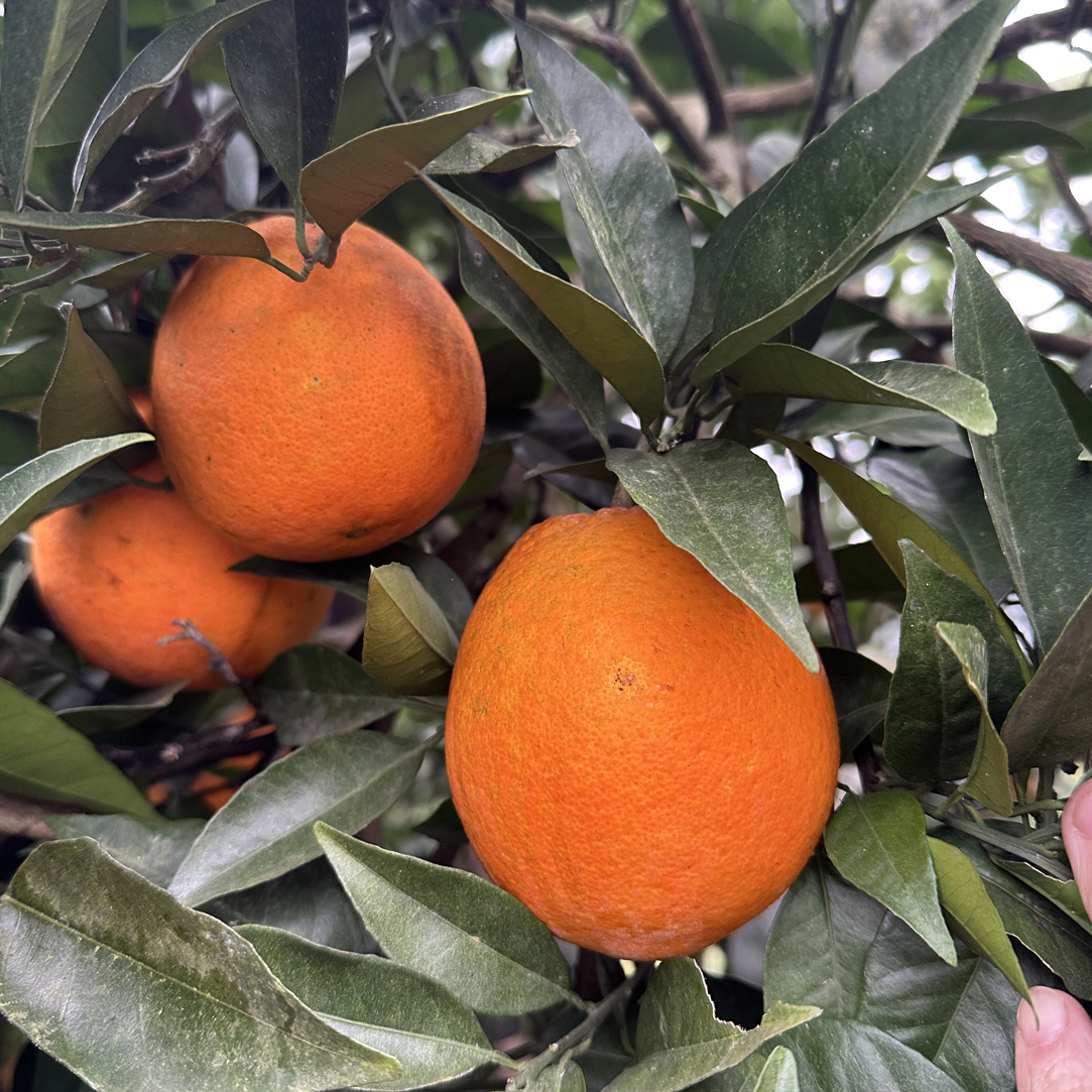 新鲜无核薄皮橙子当季水果现摘现发孕妇可食