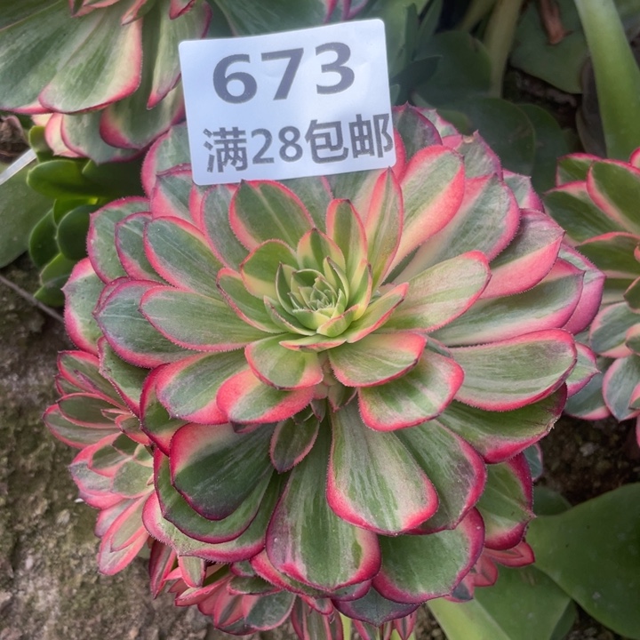 673三号棚嫁接黑膜锦