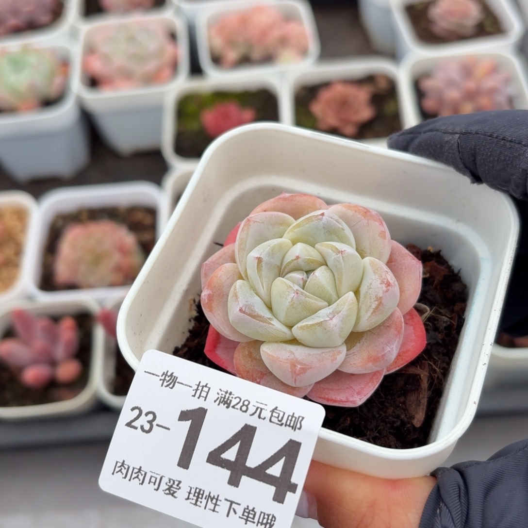 冰玉无盆土发货无盆