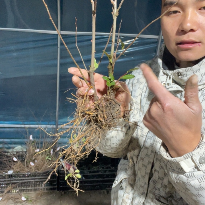 皇族海棠花一颗苗