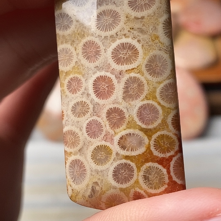 麒***子硅化珊瑚未镶嵌颈饰