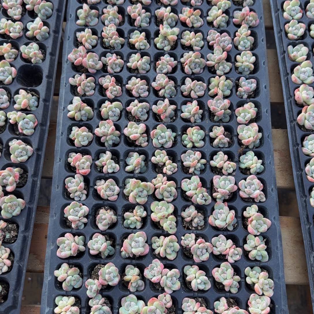 阿***露099号一物一拍冰玉100颗整盘