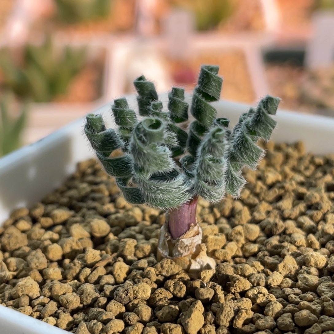 gl弹簧草植物一物一拍