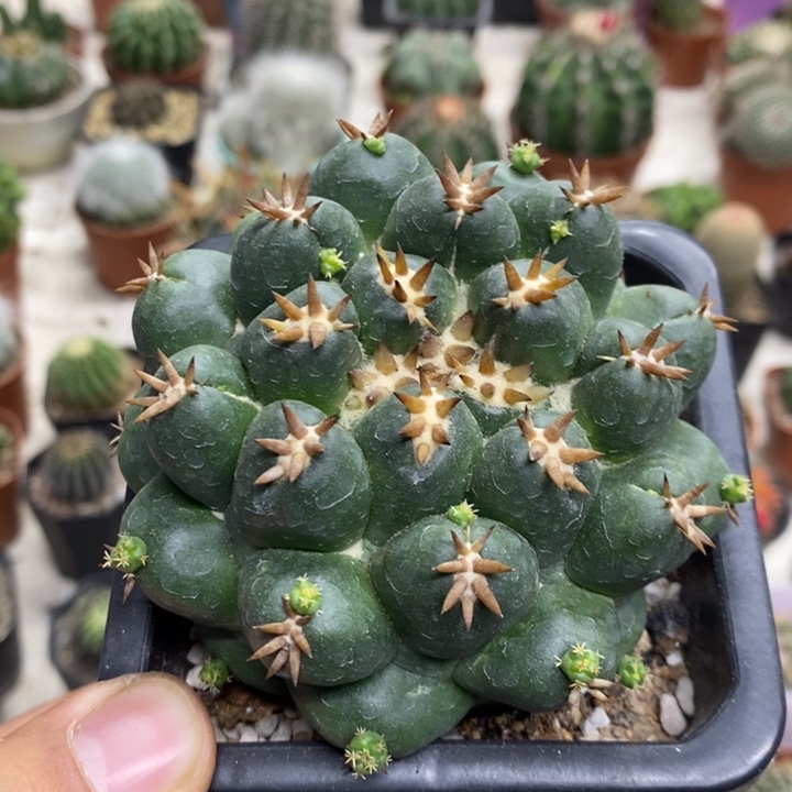 大号短豪刺象牙特价