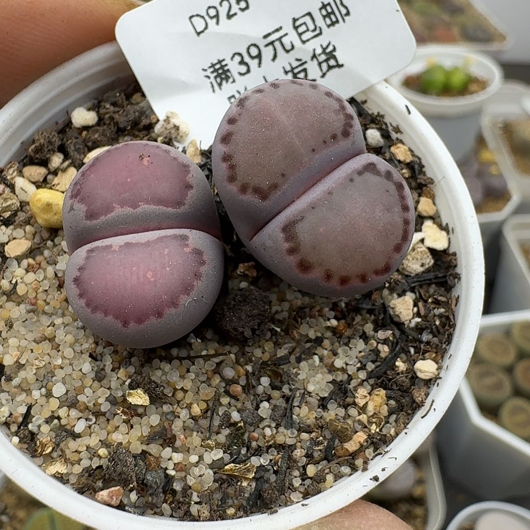 925多肉哈哈哈哈哈哈哈