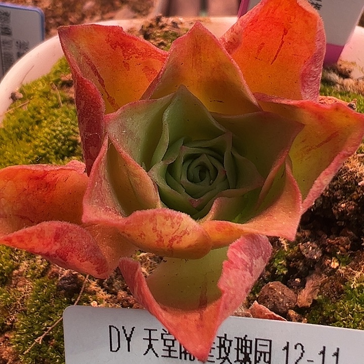 露妮215背妖纹粉色若初新白龙