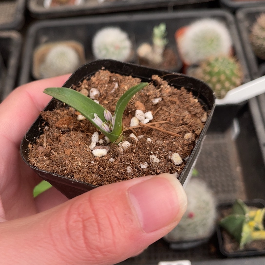 524白剑立金花（满18包邮）