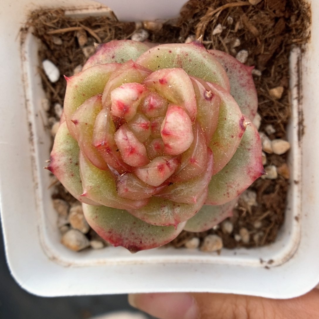 玉芷珍妮石化391号。 
