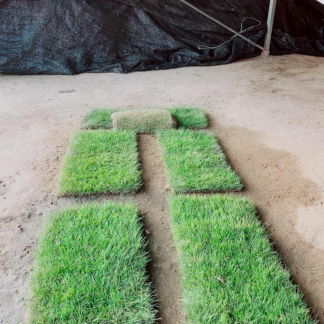 S****无花朵混播果岭草包邮价格，。。。