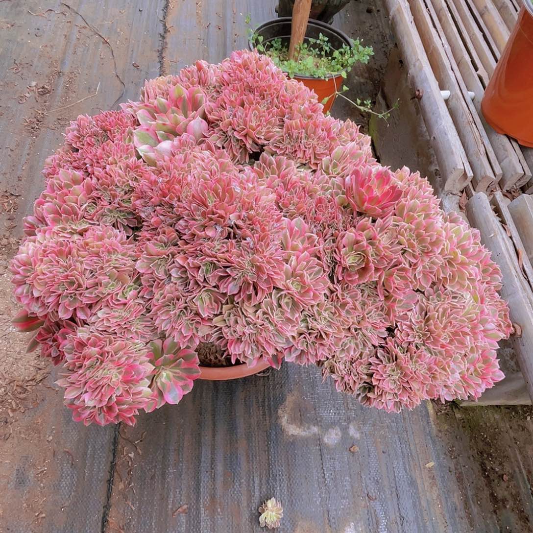 【闪购商品】无花朵粉女巫