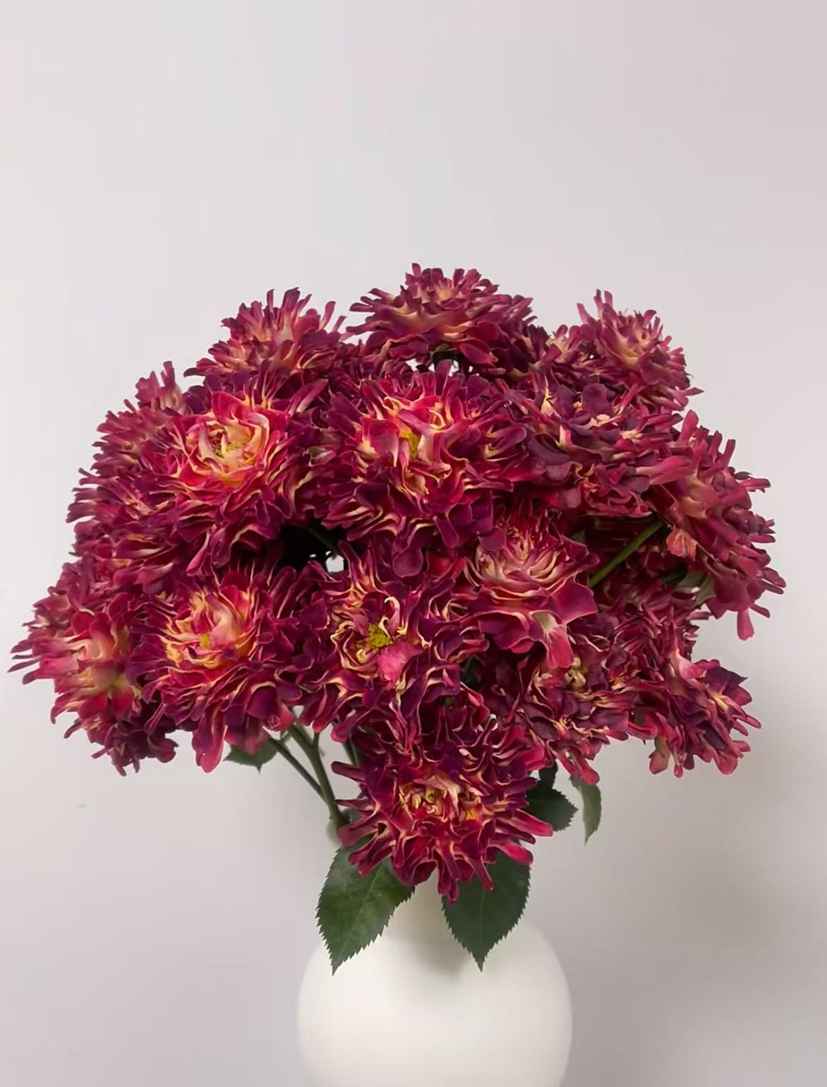 超新品 【红花美】 盆栽月季 切花玫瑰 多头
