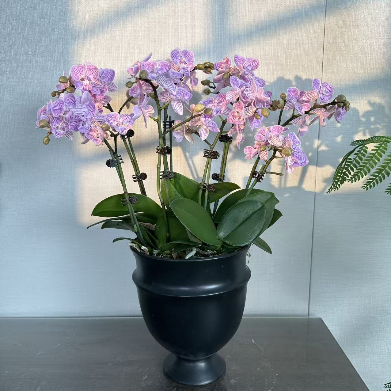 精选蝴蝶兰[樱花]带线条粉紫色系小花 室内花卉绿植 基地直发