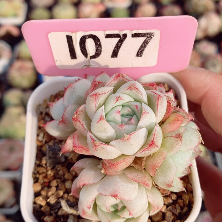 女王6cm不包整群