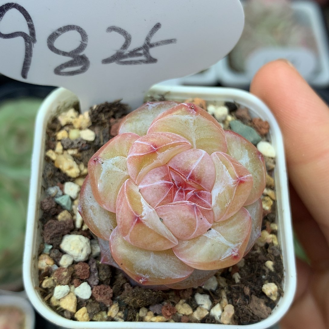 紫星河珍妮单头9825