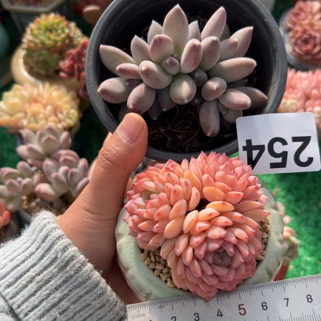 ?*✨254 多肉植物组合盆栽