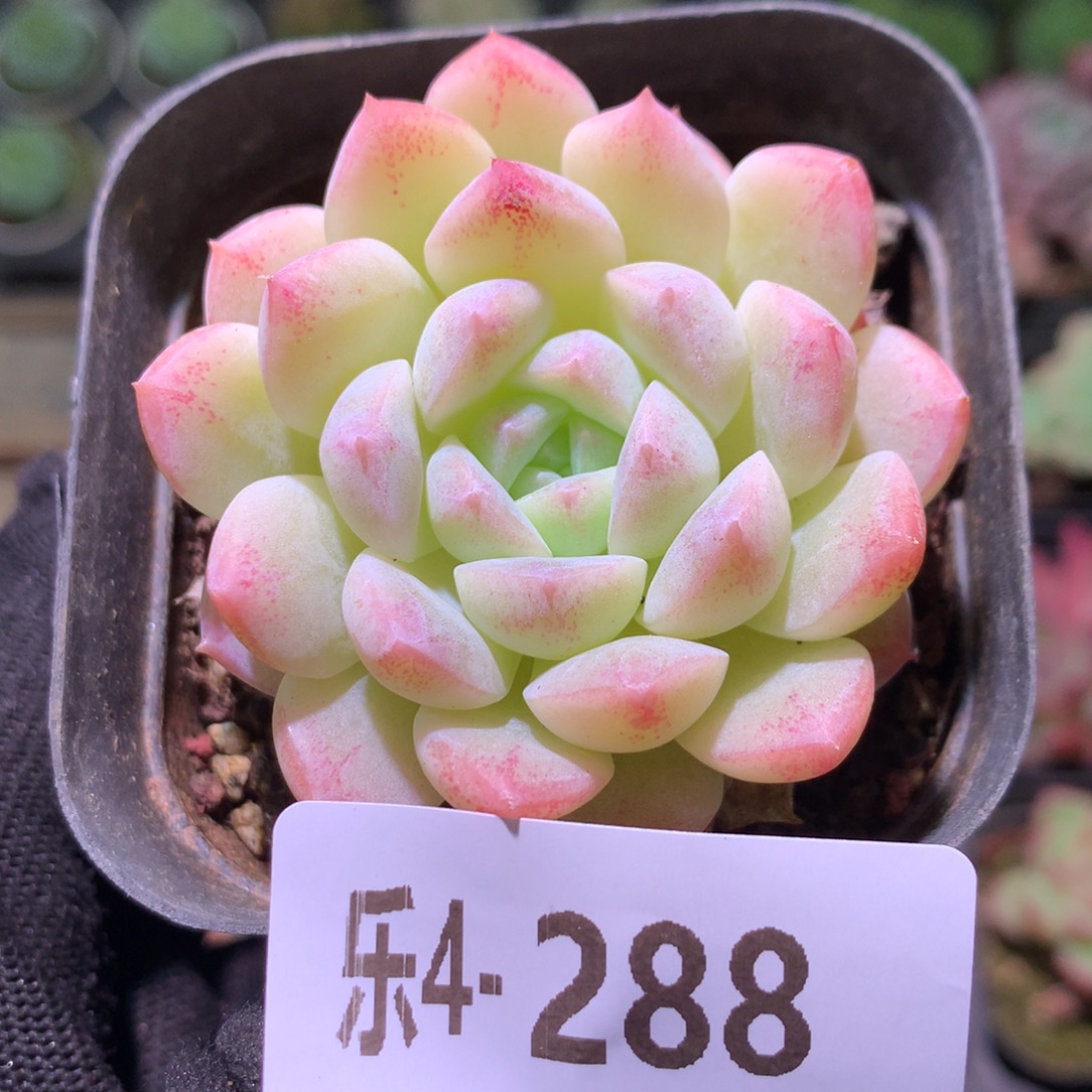 乐然 4-288 明月心 