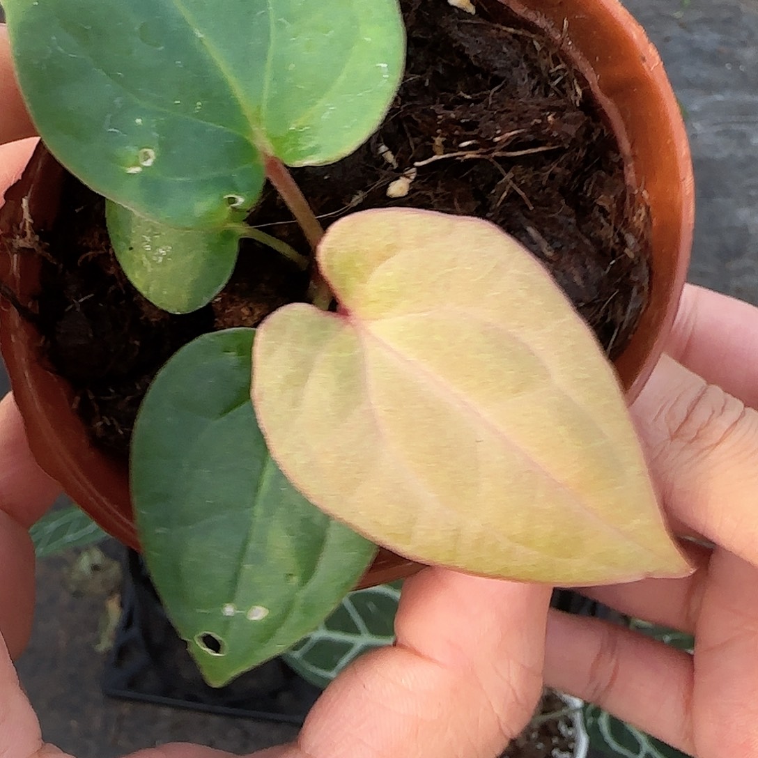 完全开放优选鸡奢