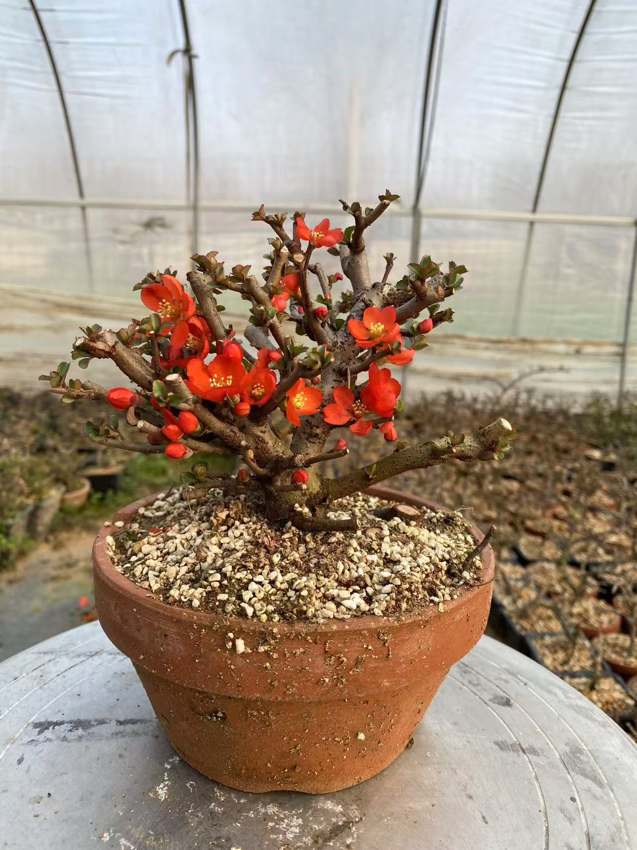 长寿梅海棠直播老桩盆景