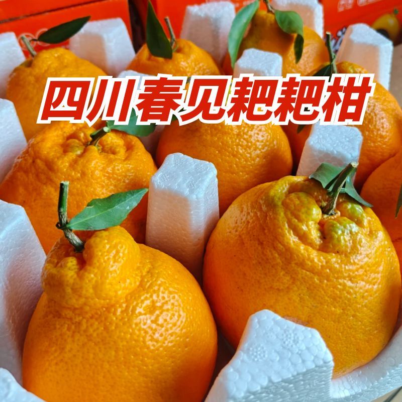 正宗四川春见耙耙柑新鲜自然应季水果手剥橘子