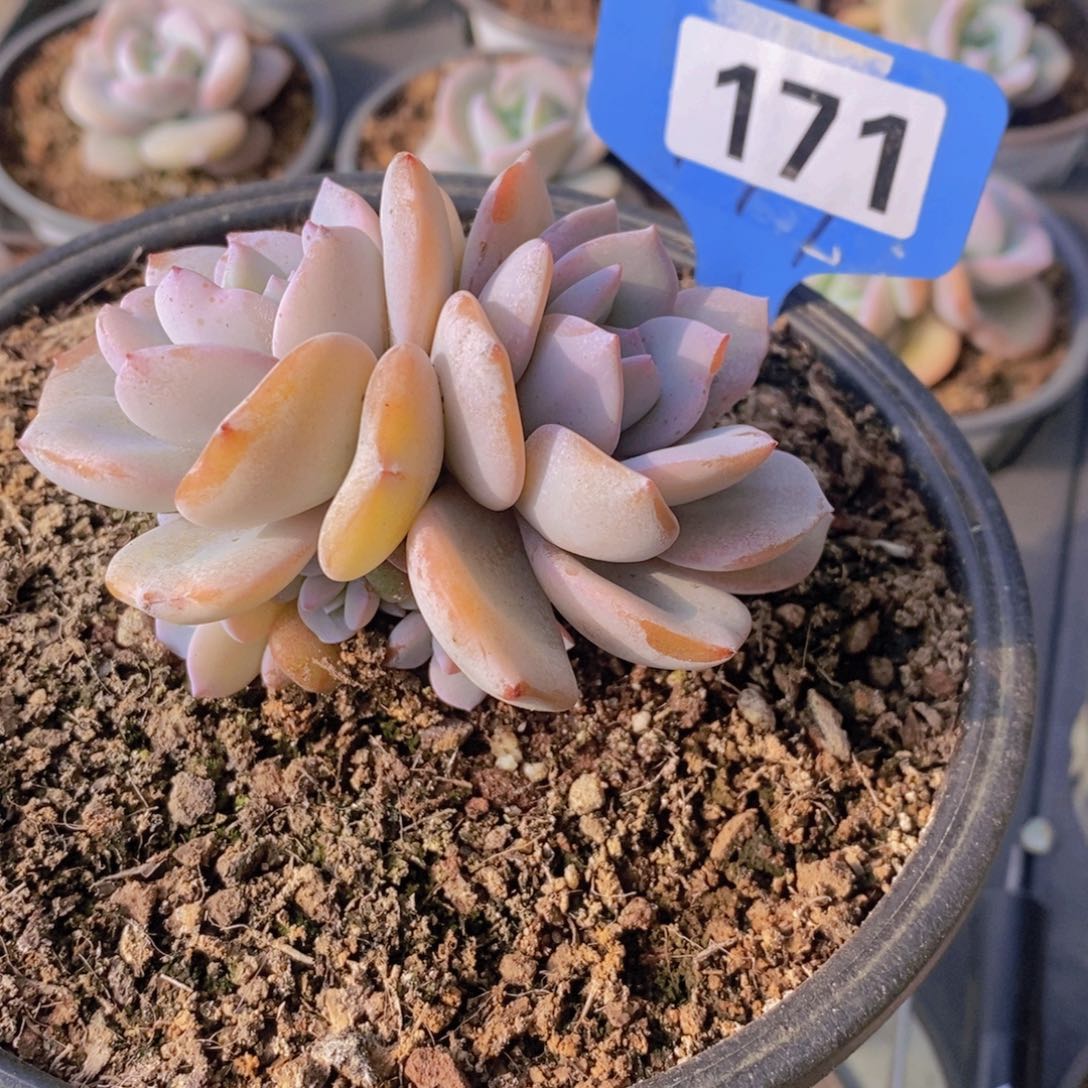 d**a171多肉植物111111
