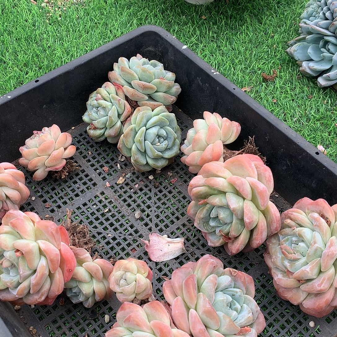 7颗冰玉老桩，开播浮力