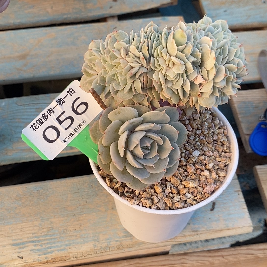 文***哒花玺多肉植物0056