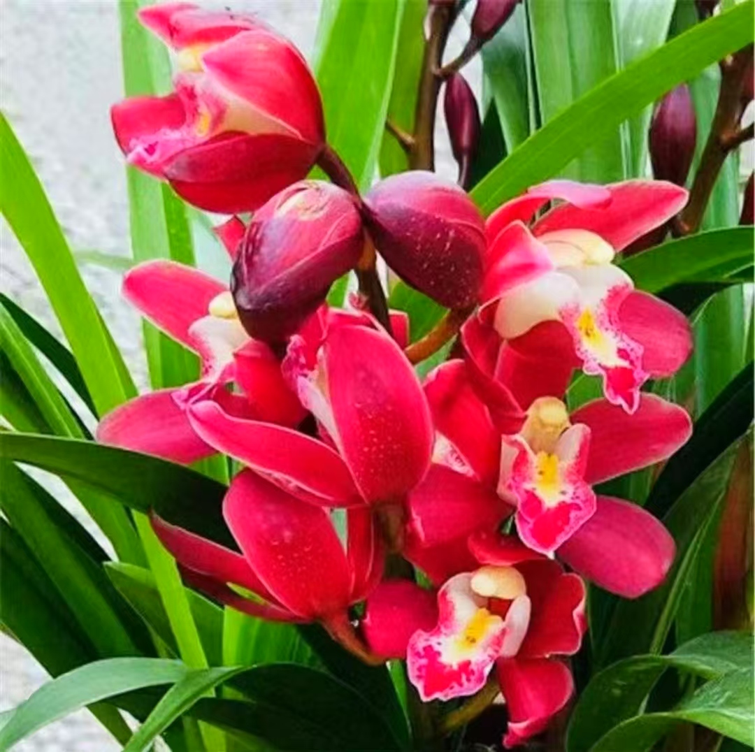 精品高端名贵蜜蜂兰【红宝石5-6花】盆栽绿植花卉室内外好养花香