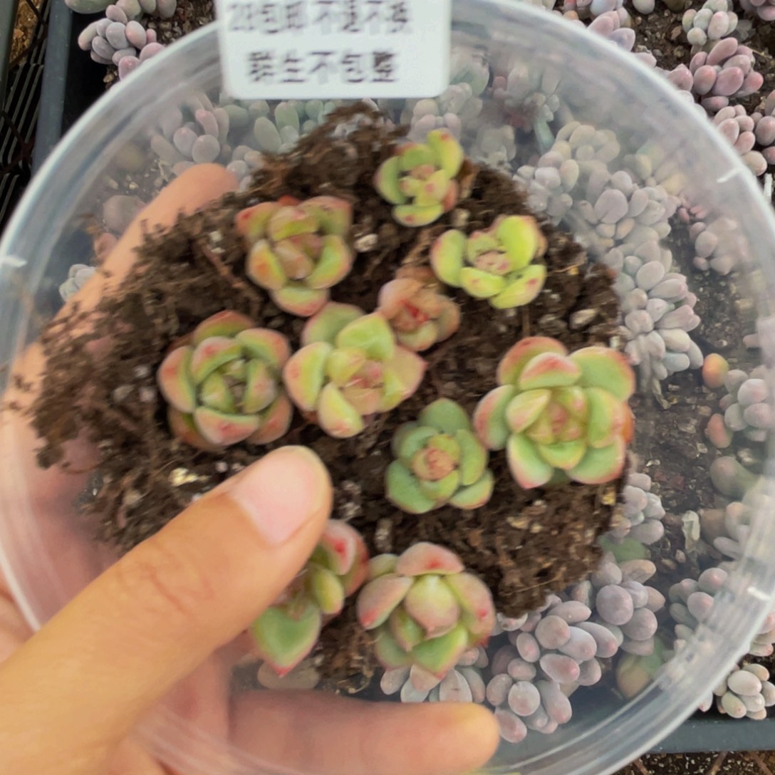 毛***蛋OTO多肉切糕优选DY293