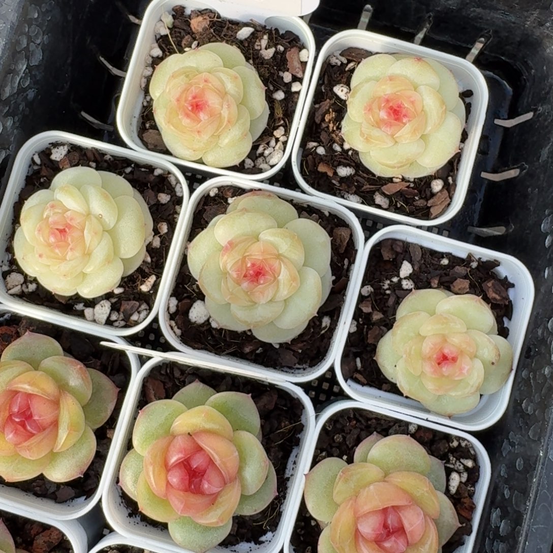 0102-05-晴川四一颗量拍