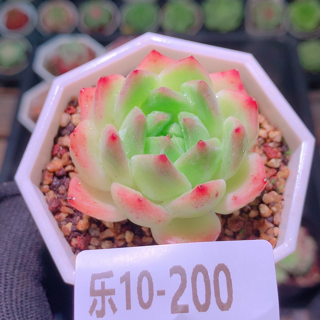 乐然10-200 新品单头 
