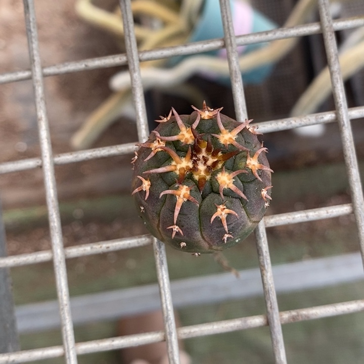 伯克利和格蕾纳等著名音乐