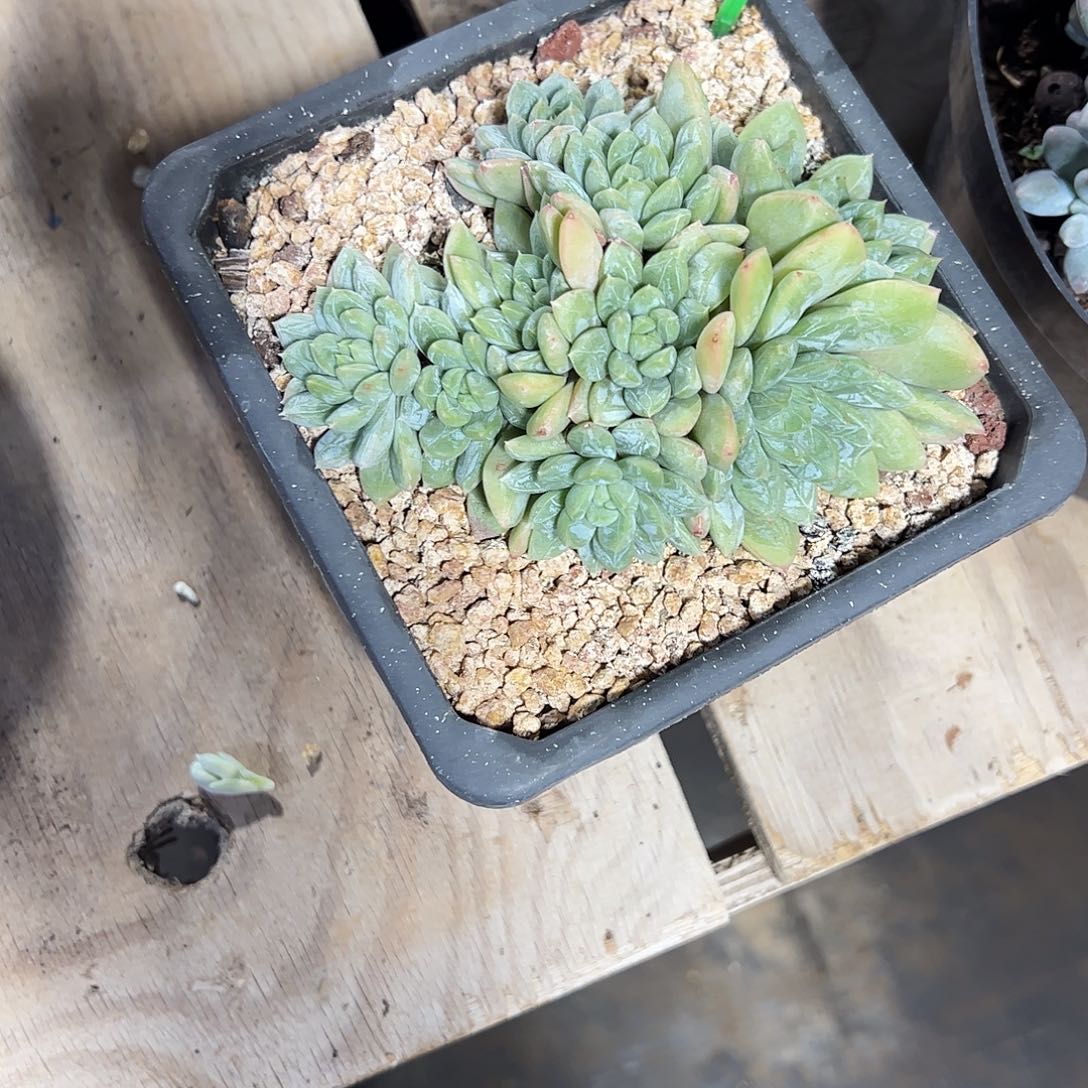 守***候百达翡翠多肉植物