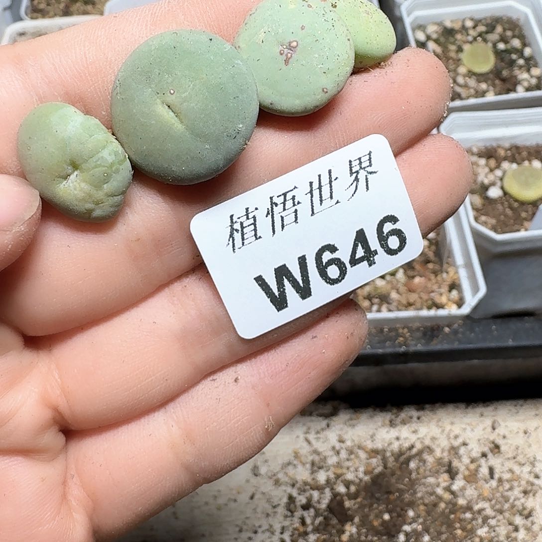 646盒多肉植物哇c c