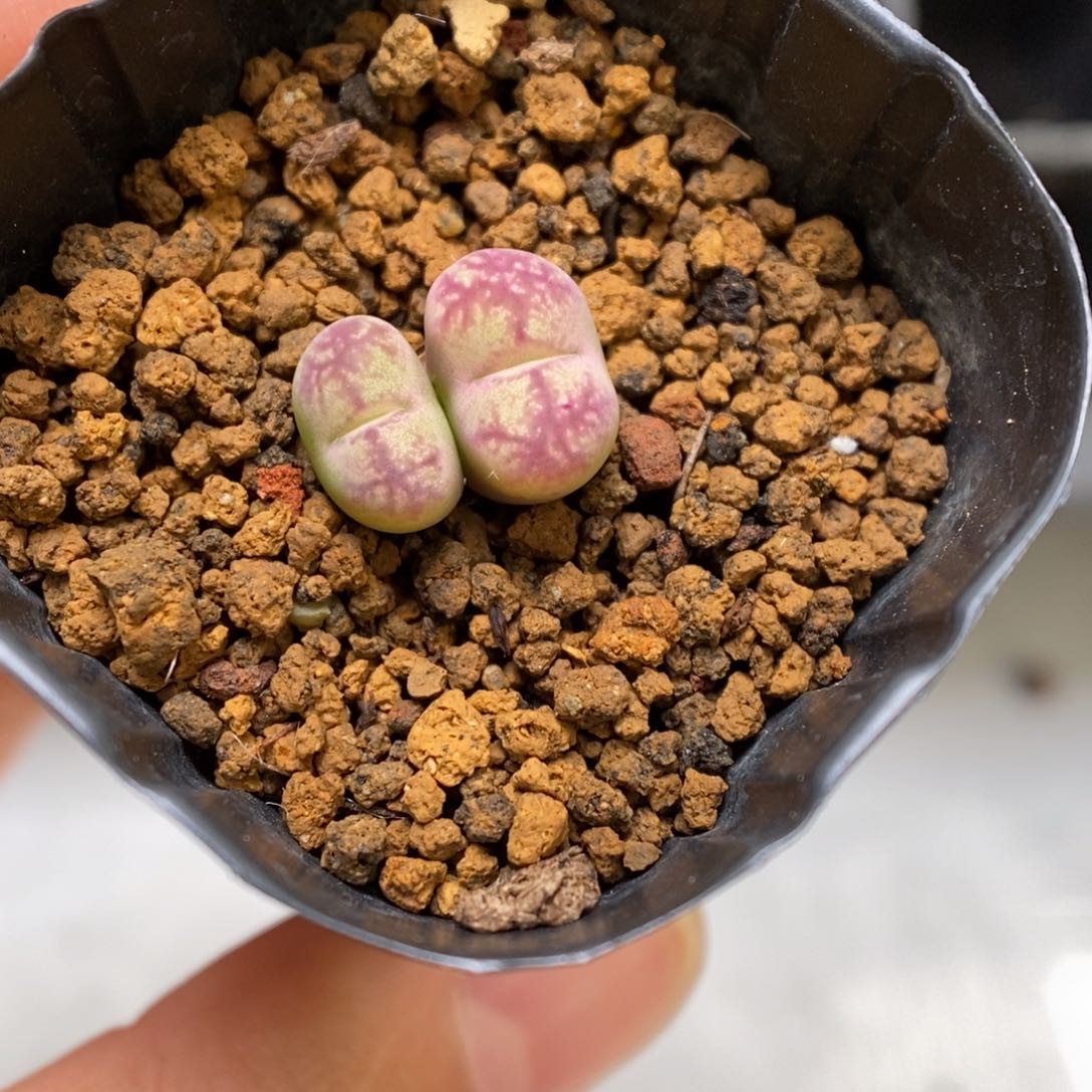 多肉植物肉锥杂交K-1110